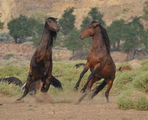 Studs Fighting Over Mares Wild Horse Prints Jpeg Files High Quality