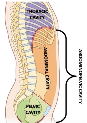 Gross Anatomy Ii Abdominal And Peritoneal Cavities Flashcards Quizlet