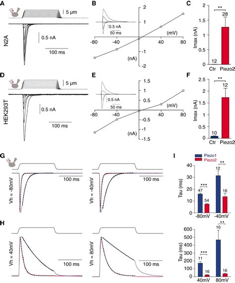 Piezo1 And Piezo2 Are Essential Components Of Distinct Mechanically