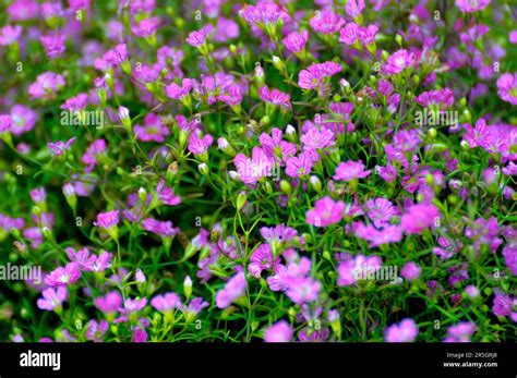 Wall gypsophila flowering in the garden, Wall gypsophila (Gypsophila ...