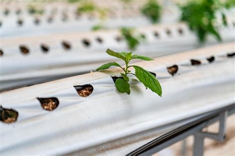 Premium Photo Hydroponic Strawberry Farm Stock Photo Of Hydroponics