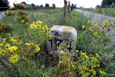 Giftpflanze in Rheurdt Jakobskreuzkraut wächst an Grundschule