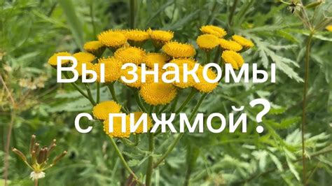 Лечебные свойства пижмы обыкновенной - YouTube