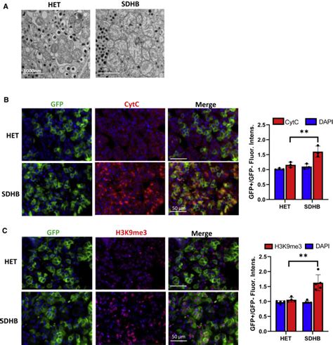 Sdhb Knockout And Succinate Accumulation Are Insufficient For Tumorigenesis But Dual Sdhb Nf1