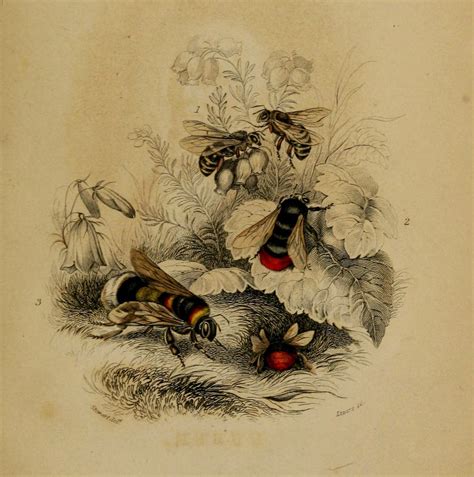 Vintage Ephemera Colored Plate Bees 1835