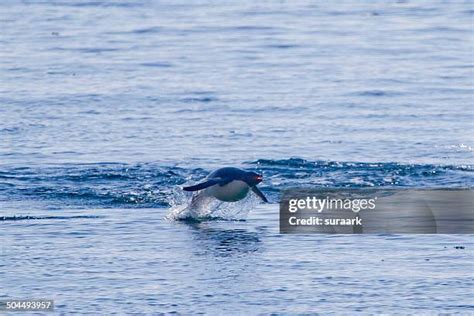 Penguins Antarctica Swimming Photos and Premium High Res Pictures - Getty Images