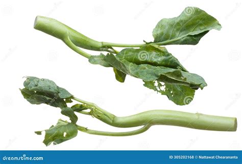 Kale Fly In Mid Air Green Fresh Vegetable Chinese Kale Falling Organic Fresh Vegetable With