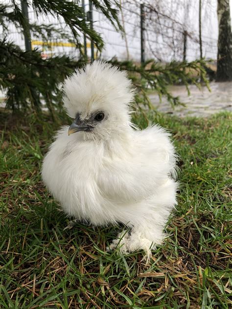 Silkie chicken. | Kuikentjes, Schattigste dieren, Dieren