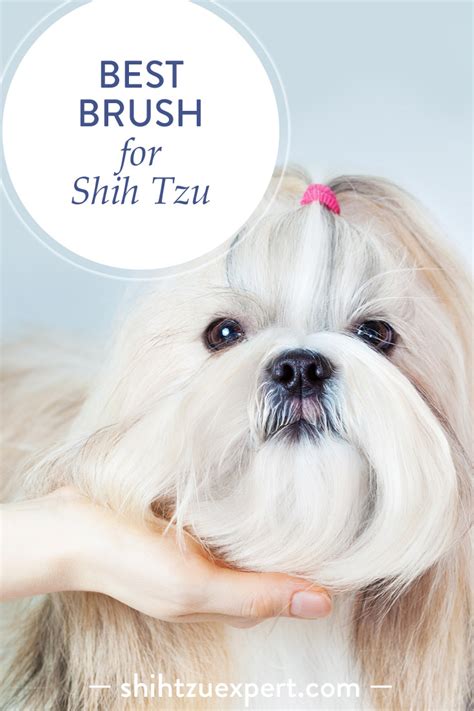 Best brush for Shih Tzu - Reviews and A buyers guide (July 2020)