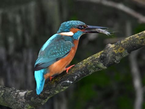 Kingfisher Alcedo Atthis Irish Birding