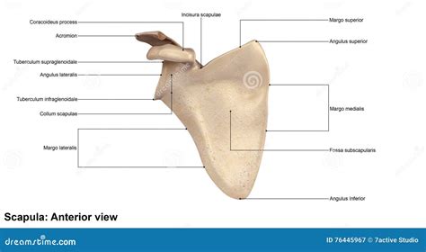 Right Scapula Anterior View