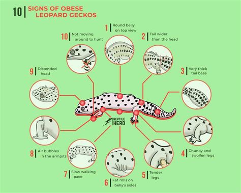 Is Your Leopard Gecko Fat? 10 Signs [Infographic And Tables] - Reptile Hero