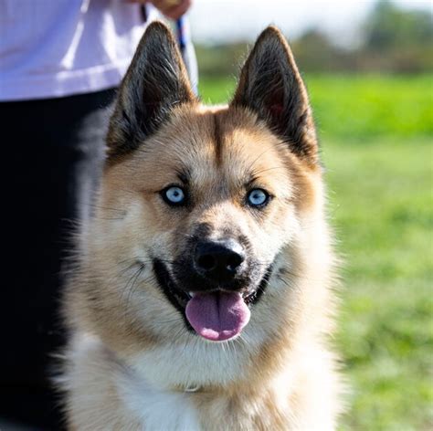 Premium Photo | Training of a pomsky for obedience in nature