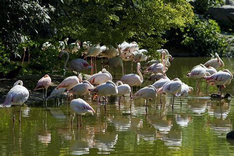 Rhône Lyon 60 Flamants Roses Du Zoo De Mulhouse Sont Arrivés Au Parc