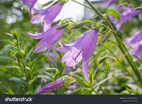 Campanula Rapunculoides Creeping Bellflower Rampion Bellflower Stock