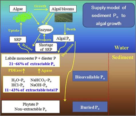 沉积物结合态有机磷对内源磷储存及藻生长作用 上海光语生物科技有限公司