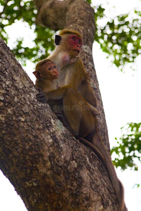 Het Mamma En Babe De Apen Aap Babe Eten Aapspelen Naast Moeder Stock Afbeelding Image Of