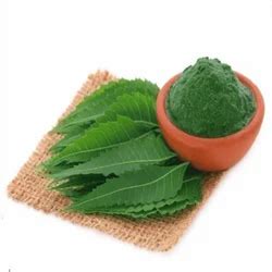 Neem Leaves Powder Neem Patta Powder Azadirachta Indica At Rs Kg