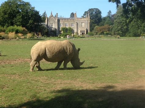 Cotswold Wildlife Park and Gardens - Red Kite Days