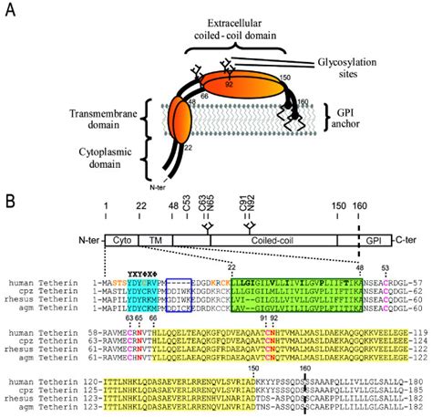 Schematic Representations Of Tetherin Secondary And Tertiary Model Of