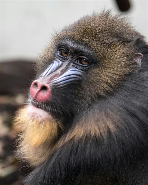 Yellow Black Baboon · Free Stock Photo