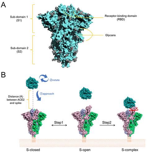 In Silico Optimization Of Sars Cov 2 Spike Specific Nanobodies