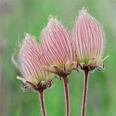 10 Rare Seeds Prairie Smoke Indian Physic Geum Triflorum Etsy Uk