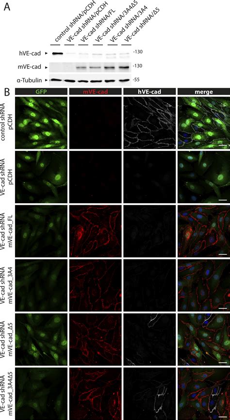 Ve Cadherin Interacts With Cell Polarity Protein Pals1 To Regulate