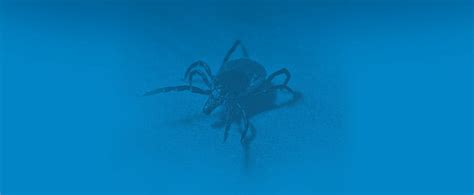 Flea & Tick Treatment Services | Trapline Pest Solutions