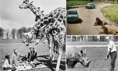 Fascinating Pictures Mark 50 Years Of Longleat Safari Park Daily Mail