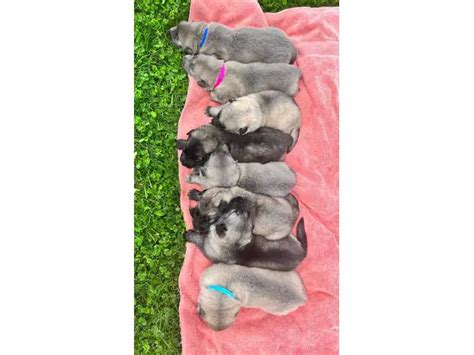 8 beautiful Alaskan Shepherd puppies for sale in - Puppies for Sale Near Me