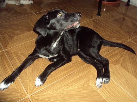 Borador (Border Collie-Lab Mix) Info, Puppies, Temperament, Pictures