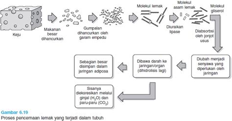 BLOG BIOLOGI: PROSES PENCERNAAN LEMAK , KARBOHIDRAT , dan PROTEIN