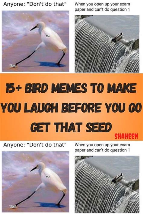 15 Bird Memes To Make You Laugh Before You Go Get That Seed Memes