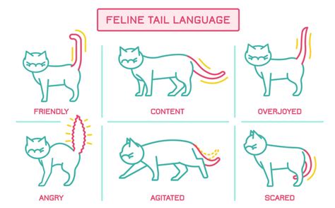 Unlocking The Secrets Of Cat Body Language A Comprehensive Guide