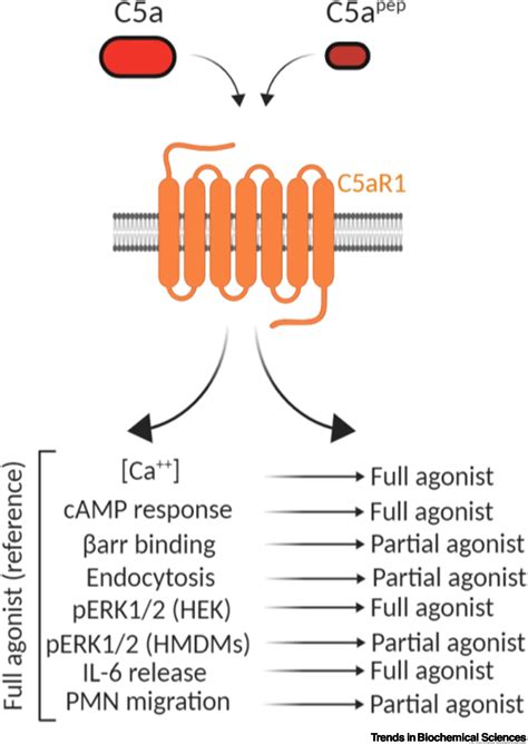 Emerging Insights Into The Structure And Function Of Complement C A