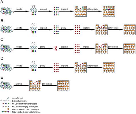 Tissue Repair Strategies Using Mscs A Mscs Of Potentially Different Download Scientific