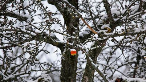 Apfel H Ngt An Einem Verschneiten Baum Deutschland Bing Gallery