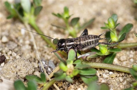 Grillon Champ Tre Gryllus Campestris Juv Nile Flickr