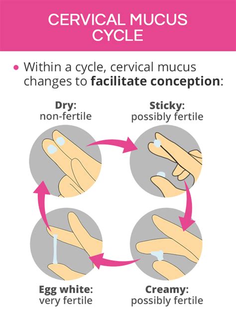 Cervical Mucus Cycle Chart