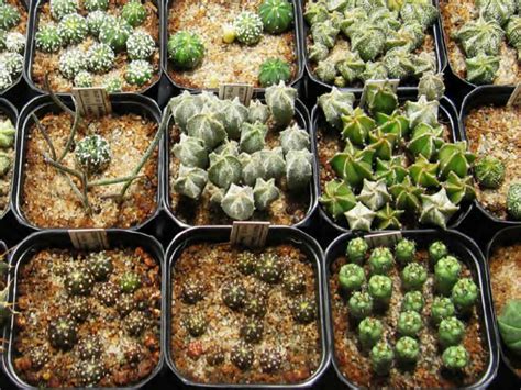 Techniques Of Cacti Propagation Propagation By Seed World Of Succulents