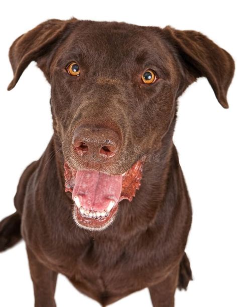 Close Up Of A Chocolate Labrador Retriever Dog Stock Photo Image Of