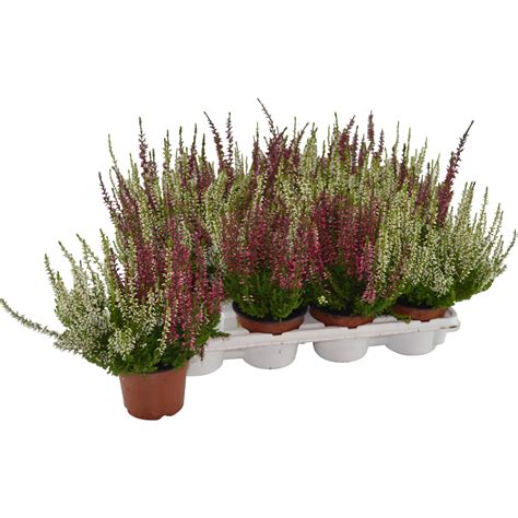 Knospenblüher Heide Beauty Ladies Twins Calluna Topf Ø 9 cm 1 Stk