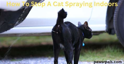 How To Stop A Cat From Spraying Indoors - Paws R Pals