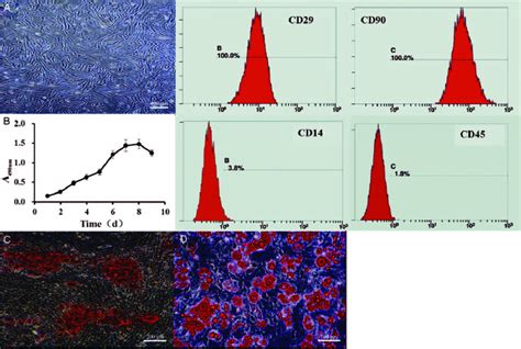 Characterization Of Rabbit Admscs A Microscopic Appearance Of Admscs Download Scientific