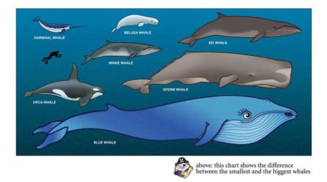 Printable Whale Chart