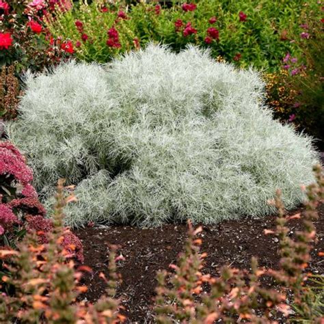 Artemisia Makana™ ‘silver Terra Nova® Nurseries Inc