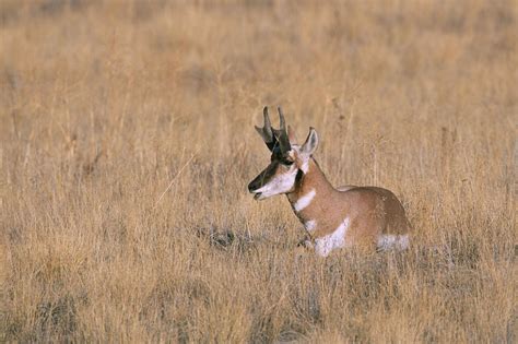 Fotos gratis pradera fauna silvestre mamífero sabana llanura