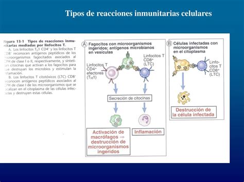 Ppt Dpto De Inmunología Universidad De Navarra Powerpoint