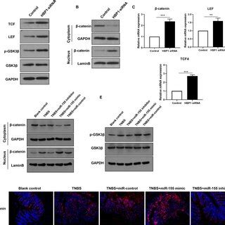 Mir Targets Hbp To Activate Wnt Catenin Signalling Pathway A